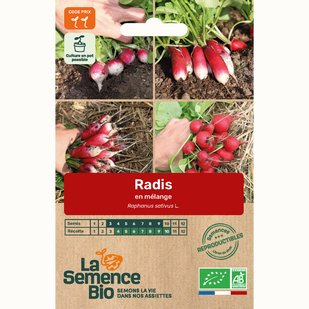 Radis en mélange - graines bio