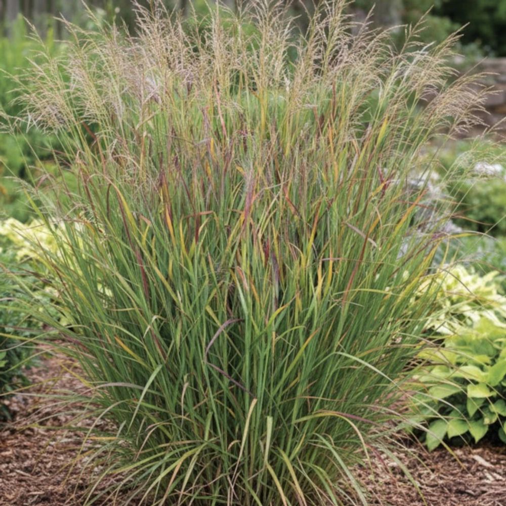 Panic érigé heiliger hain, panicum godet - 5/20 cm