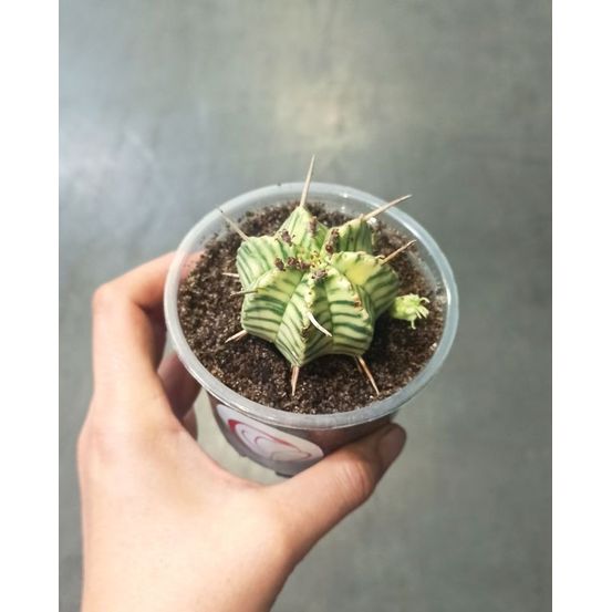Euphorbia meloformis variegata d. 6cm h. 8cm - plante d'intérieur
