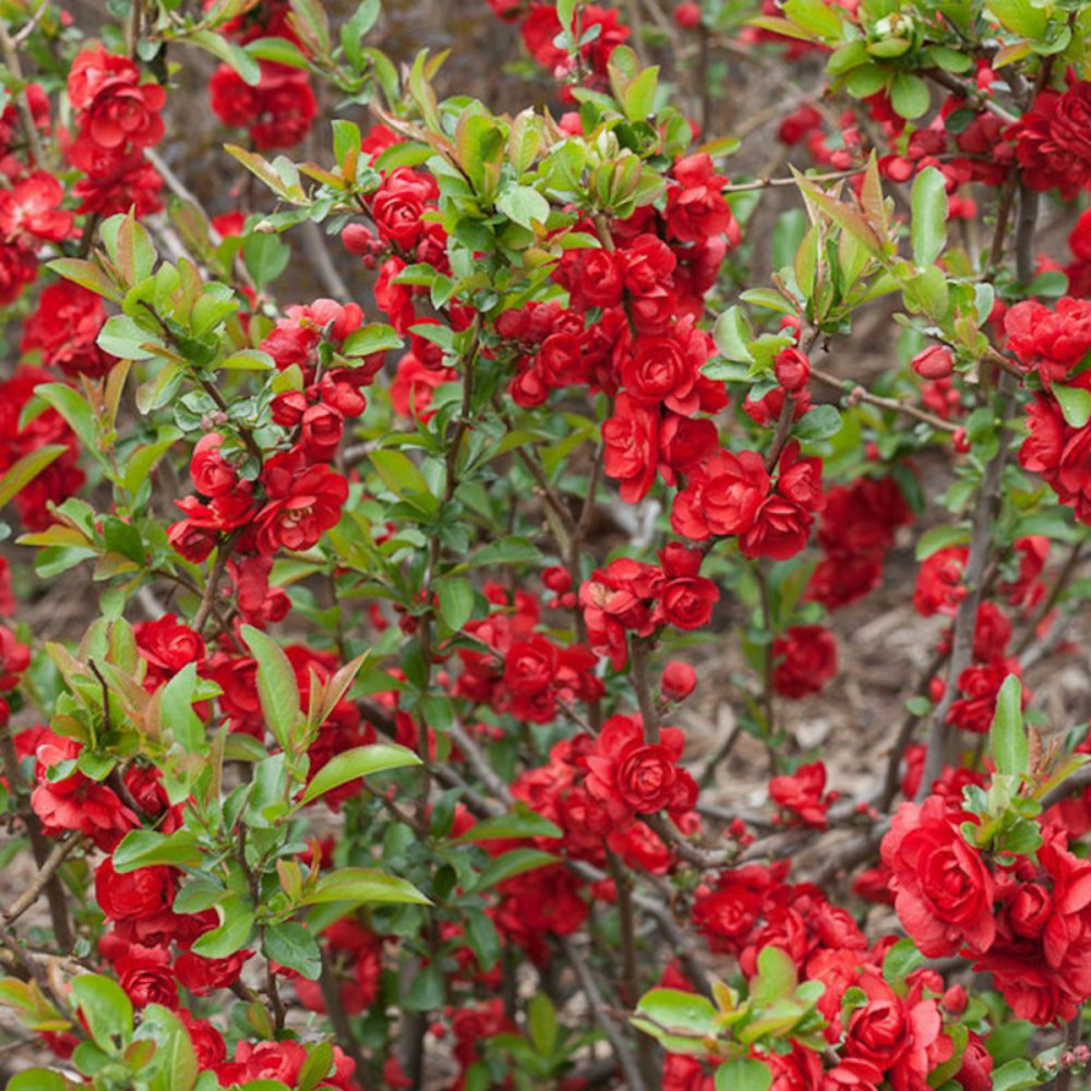 Cognassier du japon scarlet storm®, chaenomeles pot de 3l - 20/40 cm