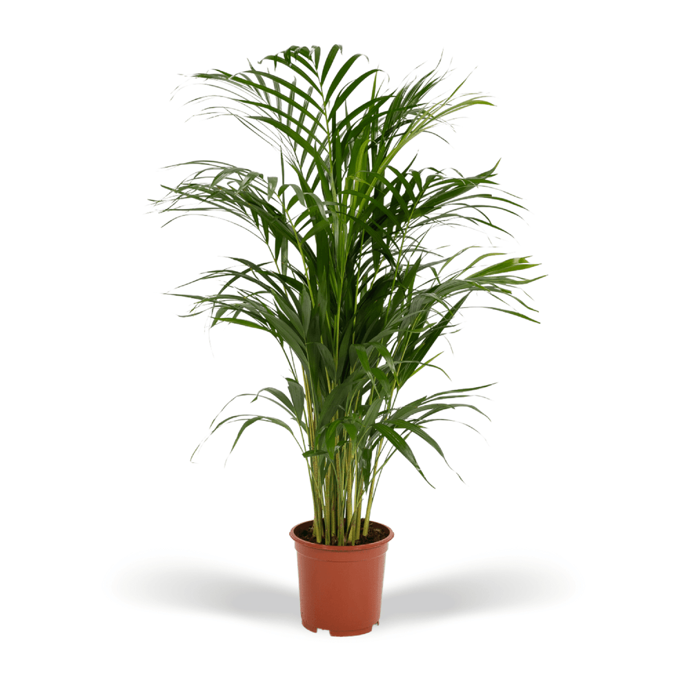 Palmier areca - ø17cm - ↕70cm - plantes d'intérieur