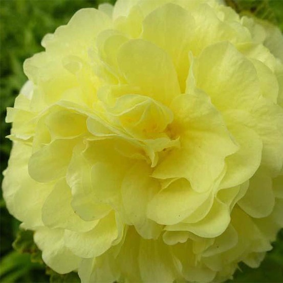 Rose trémière double 'chater's yellow' godet de 7/8 cm