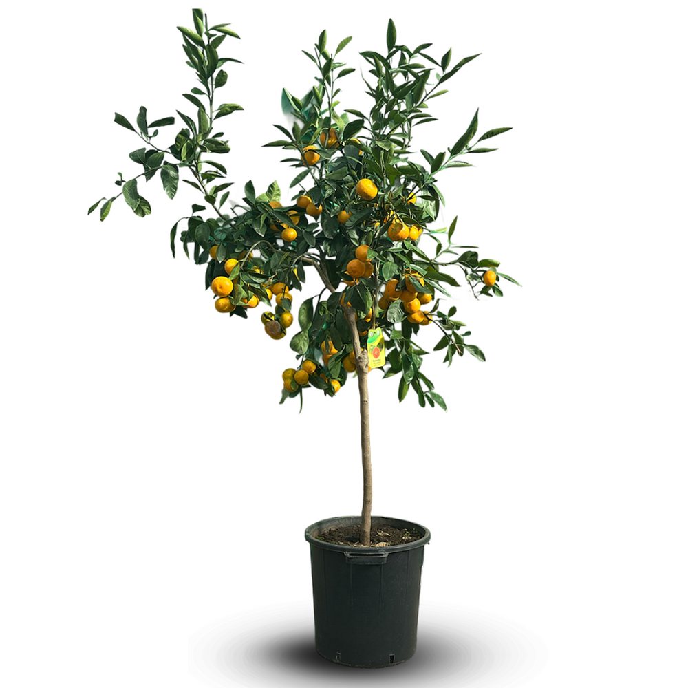 Mandarinier satsuma - agrume méditerranéen - arbre fruitier - ↕ 170-190 cm - ⌀ 35 cm - résiste au gel
