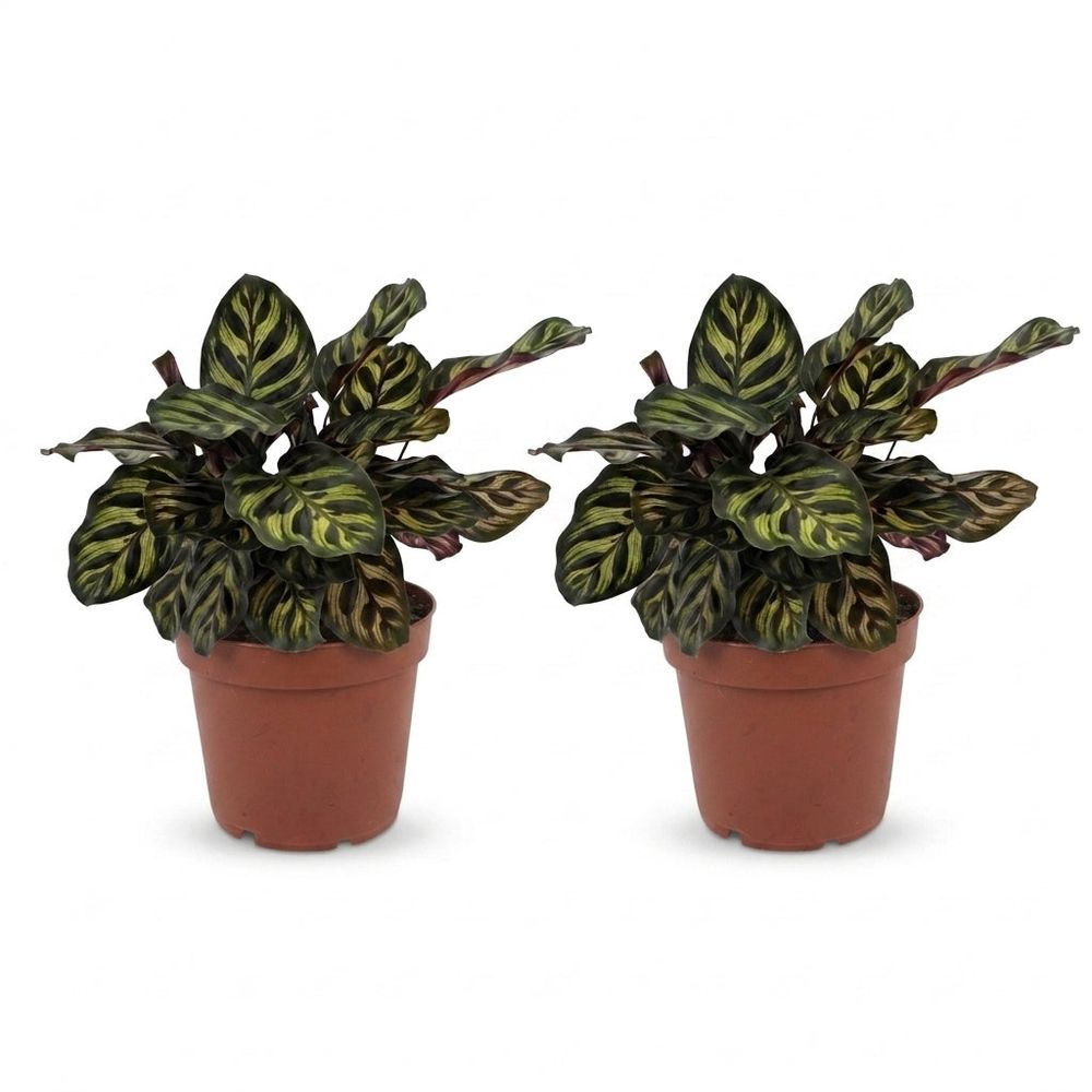Calathea makoyana - plante paon - pot de 12cm - hauteur 25cm
