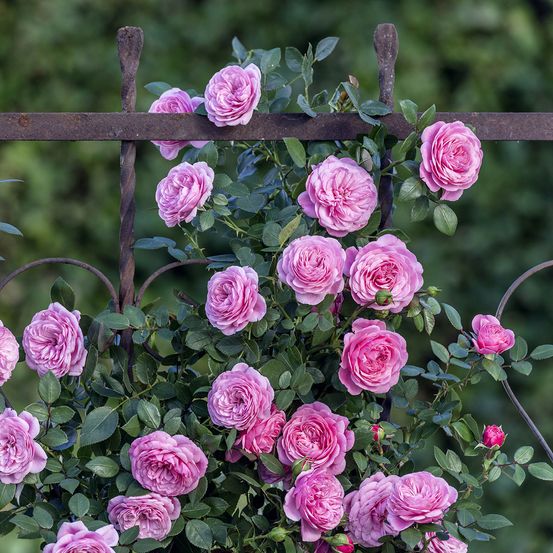 Rosier starlet rose eva pot de 4l/5l