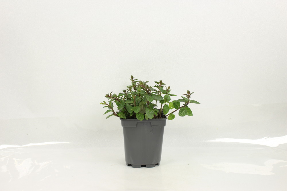 Plant de Menthe Mojito pot 1 l