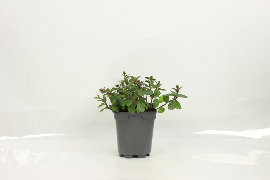 Plant de Menthe Mojito pot 1 l