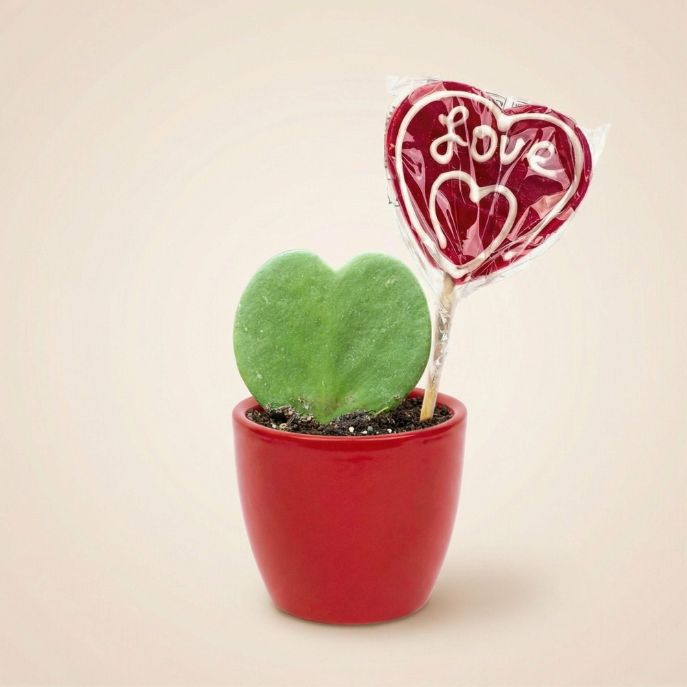 Sweetheart plant set - ø5.5 cm