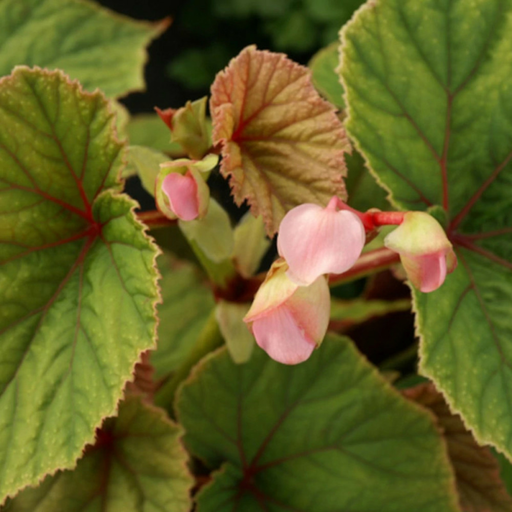 Bégonia vivace rose lot de 5 godets