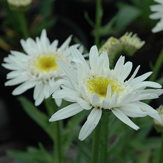 6 x marguerite 'christine hagemann' - leucanthemum 'christine hagemann' - godet 9cm x 9cm
