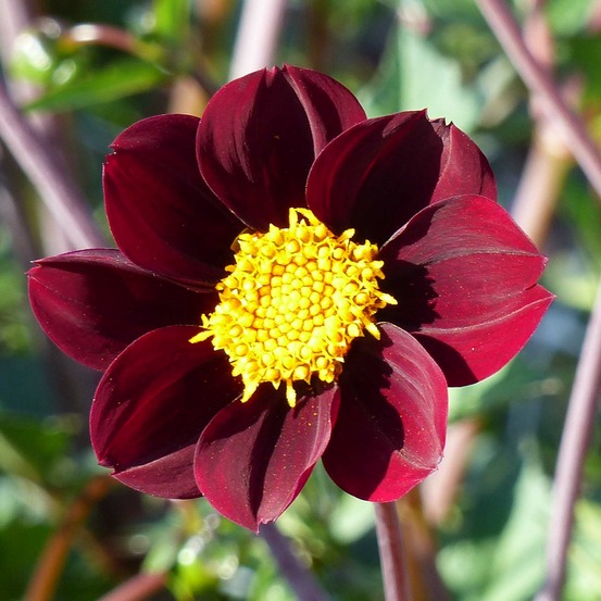 Dahlia 'mexican star' bulbe calibre i