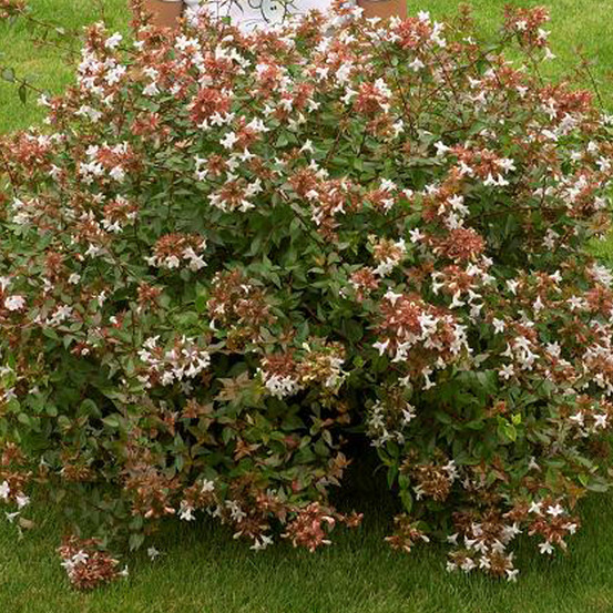 Abelia à grandes fleurs - abelia grandiflora - 50-60 cm pot