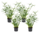 Cyperus alternifolius - set de 4 - plantes d'ombrage - espèces de graminées - pot 14cm - hauteur 40-50cm - plantes d'intérieur