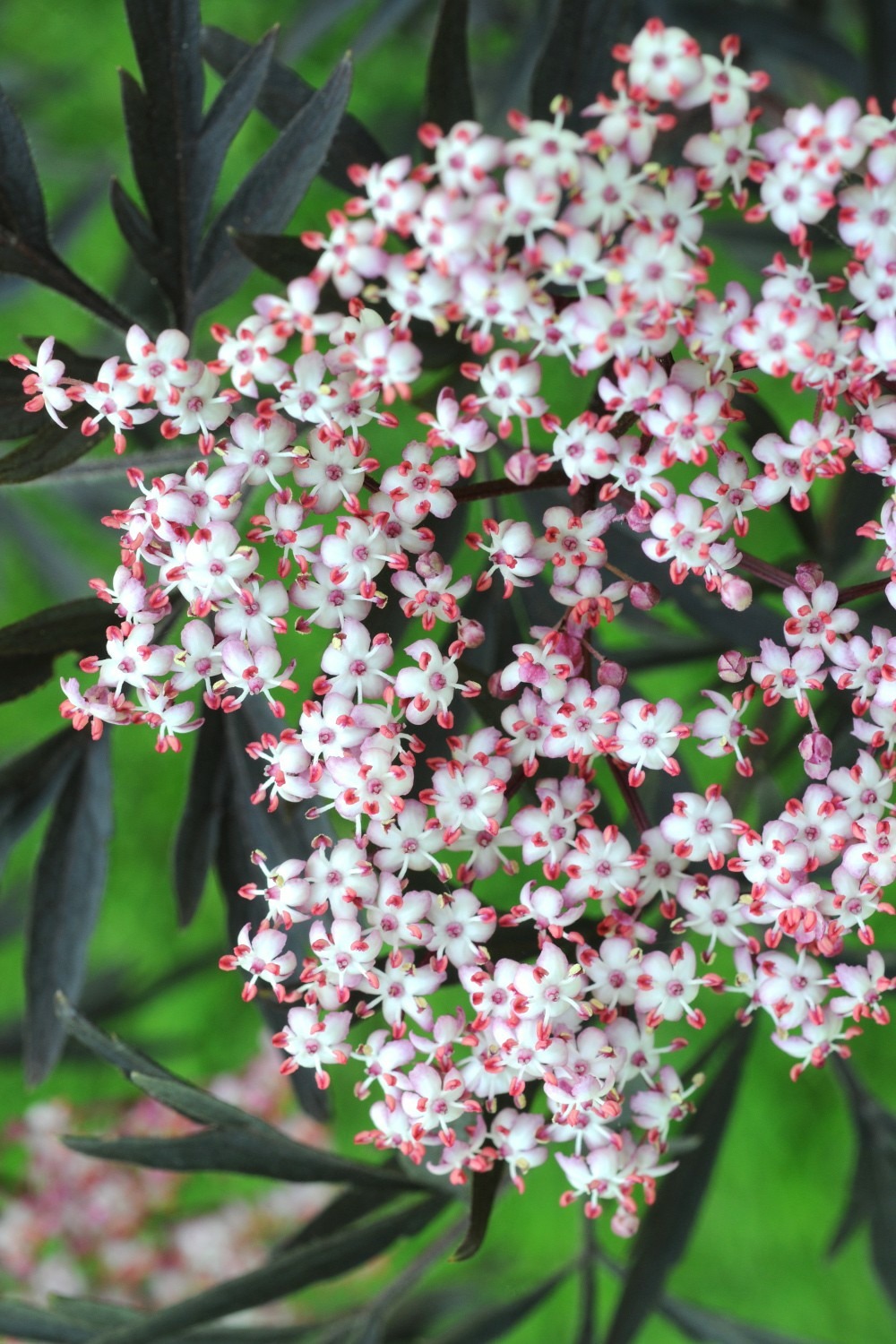 Sureau 'black lace' - en pot de 1 litre