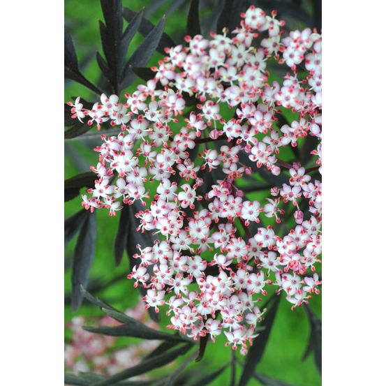 Sureau 'black lace' - en pot de 1 litre