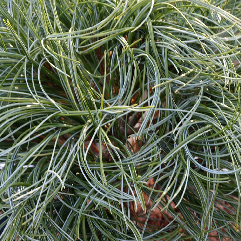 Pin weymouth 'green twist' pot de 2l/3l