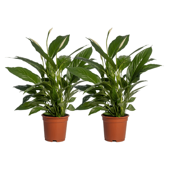 Spathiphyllum vivaldi - 2 pièces - ø17cm - ↕70cm - plantes d'intérieur
