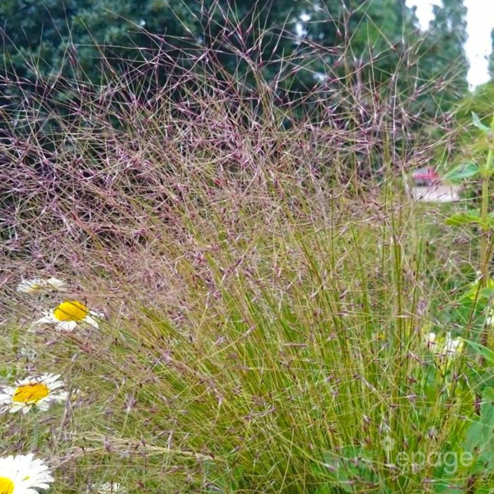 2 Stipes 'Palomino' - Vendu par 2…