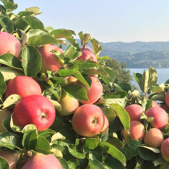 Pommier régali® 'delkistar' pot de 12l - gobelet 3 ans