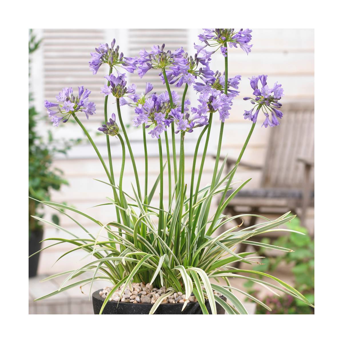 Agapanthe silver moon® 'notfred'/agapanthus x silver moon® 'notfred'[-]pot de 3l - 20/40 cm