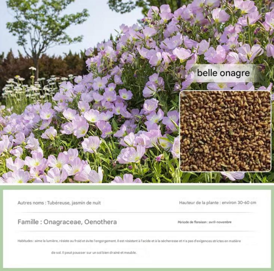 Dtopbuyage - graines d'onagre 10 000 gélules