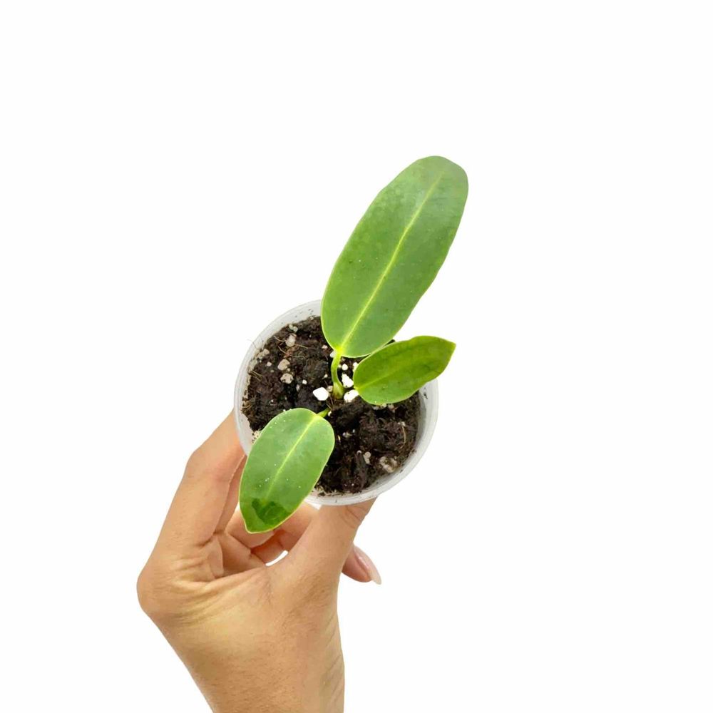 Anthurium warocqueanum - pot de 6cm