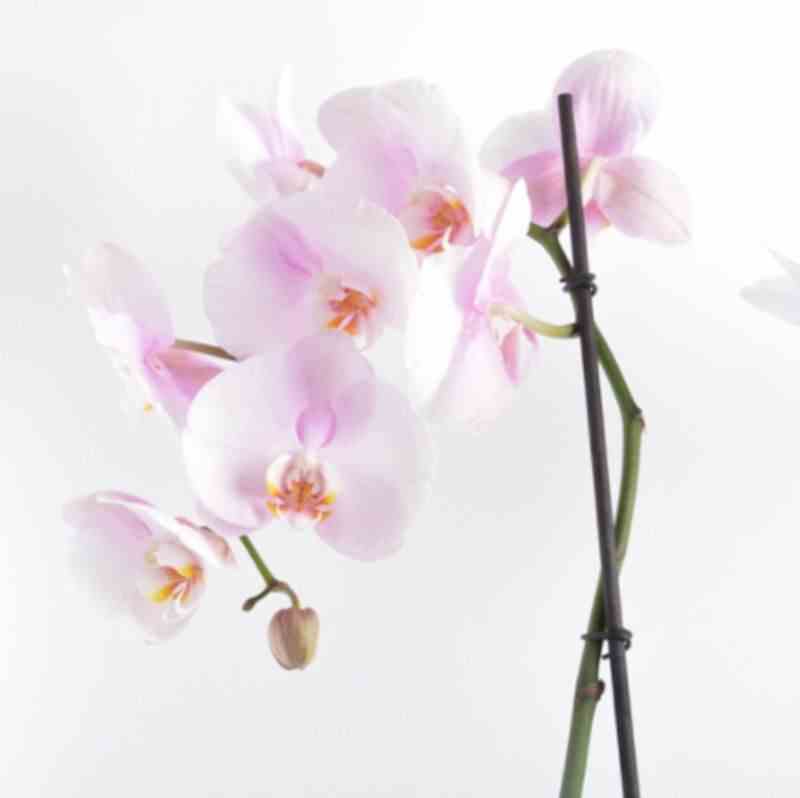 Phalaenopsis hybride rose clair (orchidée papillon) taille pot de 2 litres - 60/80 cm