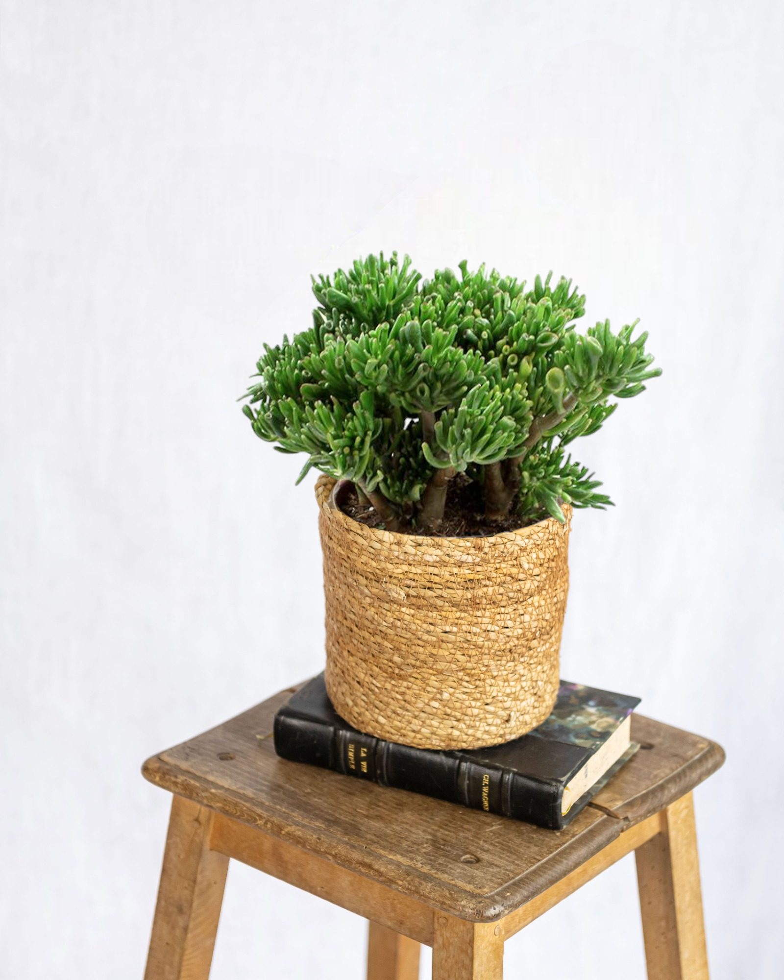 Crassula hobbit - plante grasse d'intérieur