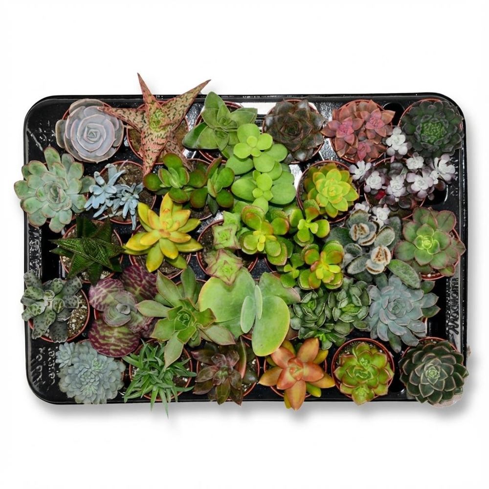 Lot de 30 mini succulentes - mix surprise - pot de 5cm - hauteur 5-10cm - plantes d'intérieur