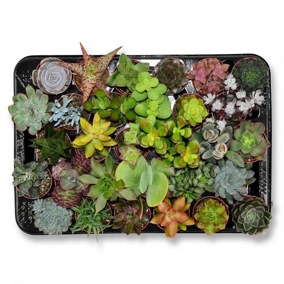 Lot de 30 mini succulentes - mix surprise - pot de 5cm - hauteur 5-10cm - plantes d'intérieur