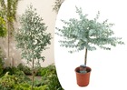 Eucalyptus gunnii - eucalyptus sur tige - pot 17cm - hauteur 55-65cm