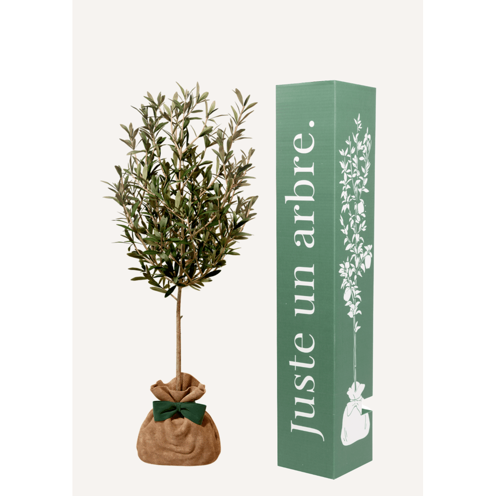 Olivier | idée cadeau : naissance, mariage, anniversaire - à planter en intérieur ou extérieur.