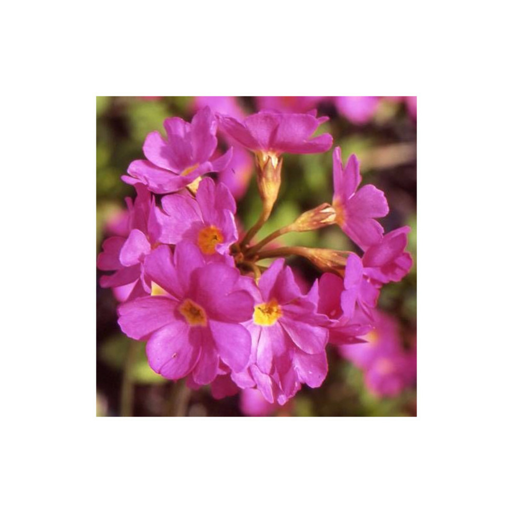 Primevère grandiflora godet - 5/20 cm