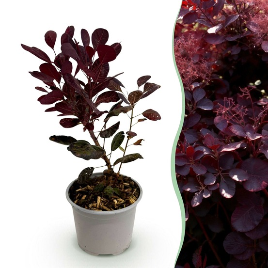 Cotinus coggyria lilla – lot de 1 – pot 12 cm – hauteur 35 cm