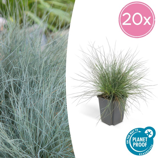 Fétuque bleue 'elijah blue' x20 – entre 1,25 et 1,67m2