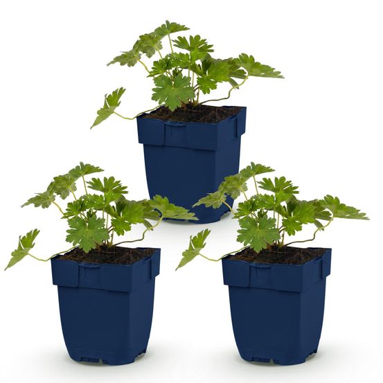 Géranium vivace 'rozanne' - lot de 3 - pot 11 cm - hauteur 25 cm - plante d'extérieur