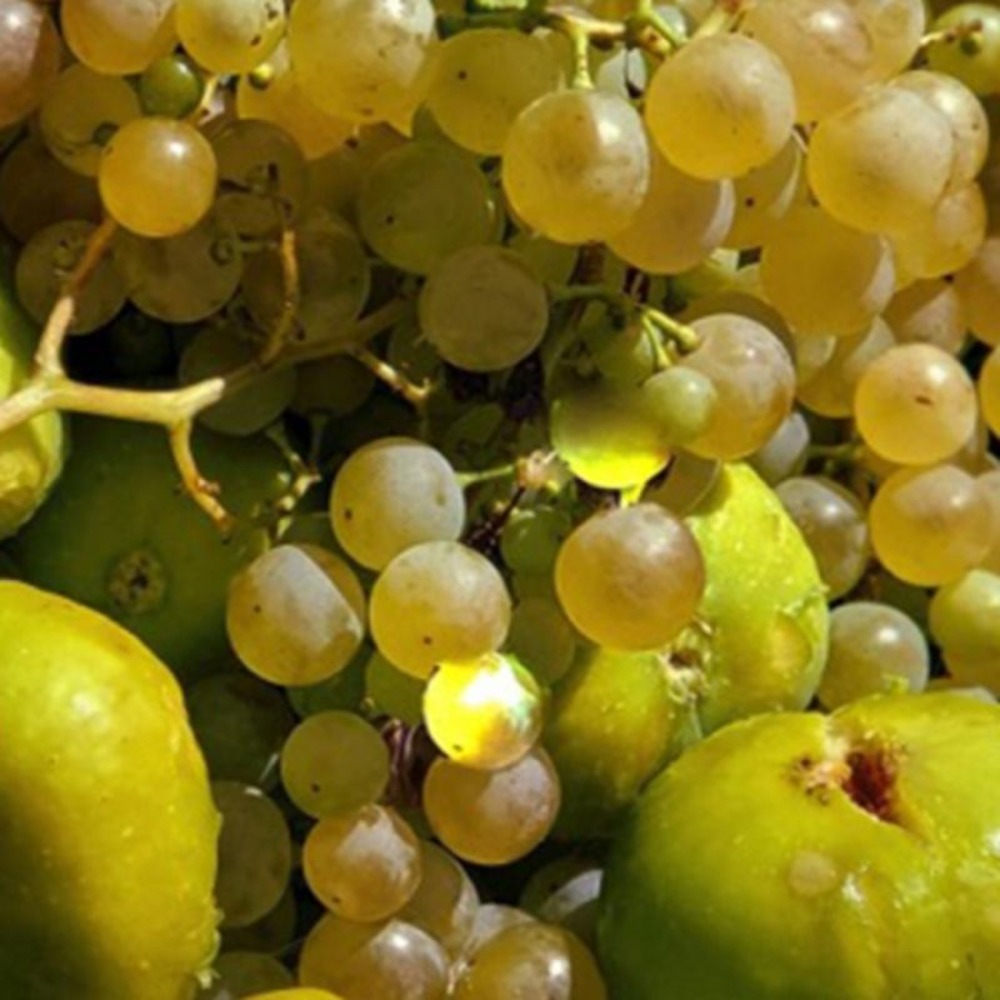 Vigne 'chasselas de bordeaux' (vitis vinifera 'chasselas de bordeaux')