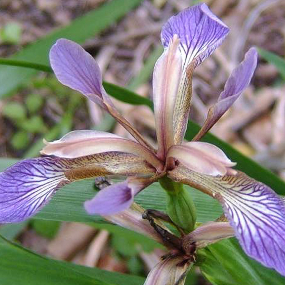 6 x iris gigot - iris foetidissima  - godet 9cm x 9cm