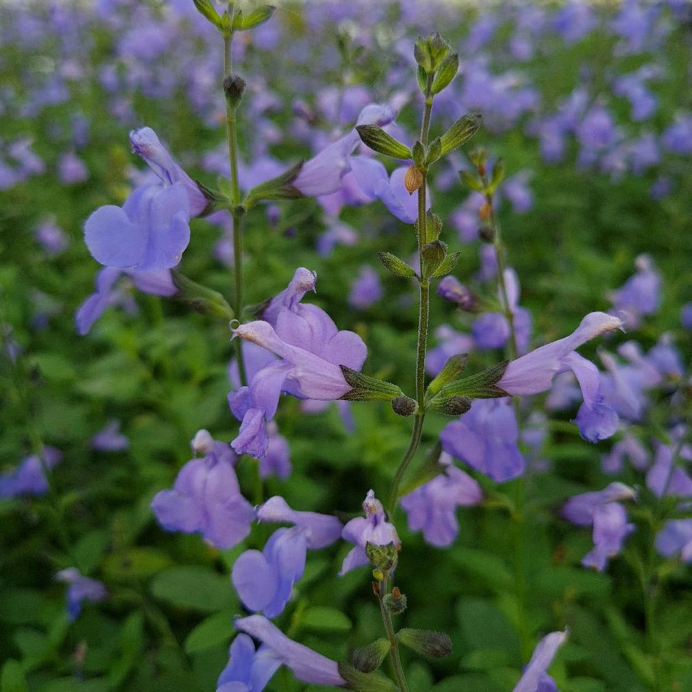 Sauge delice aquamarine® godet - 5/20 cm