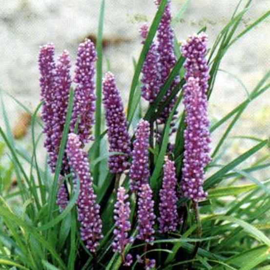 6 x liriope muscari - liriope muscari - godet 9cm x 9cm