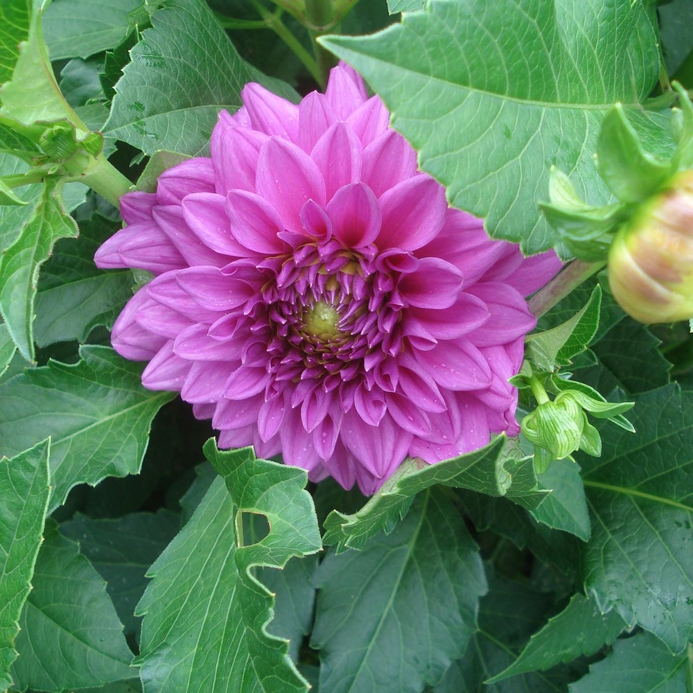 Dahlia gpe cactus nain 'claudette' bulbe calibre i