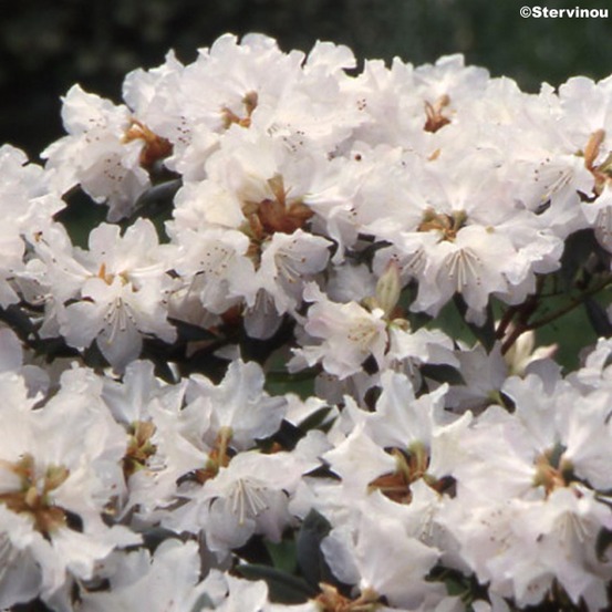 Rhododendron 'dora amateis' pot de 3l/4l