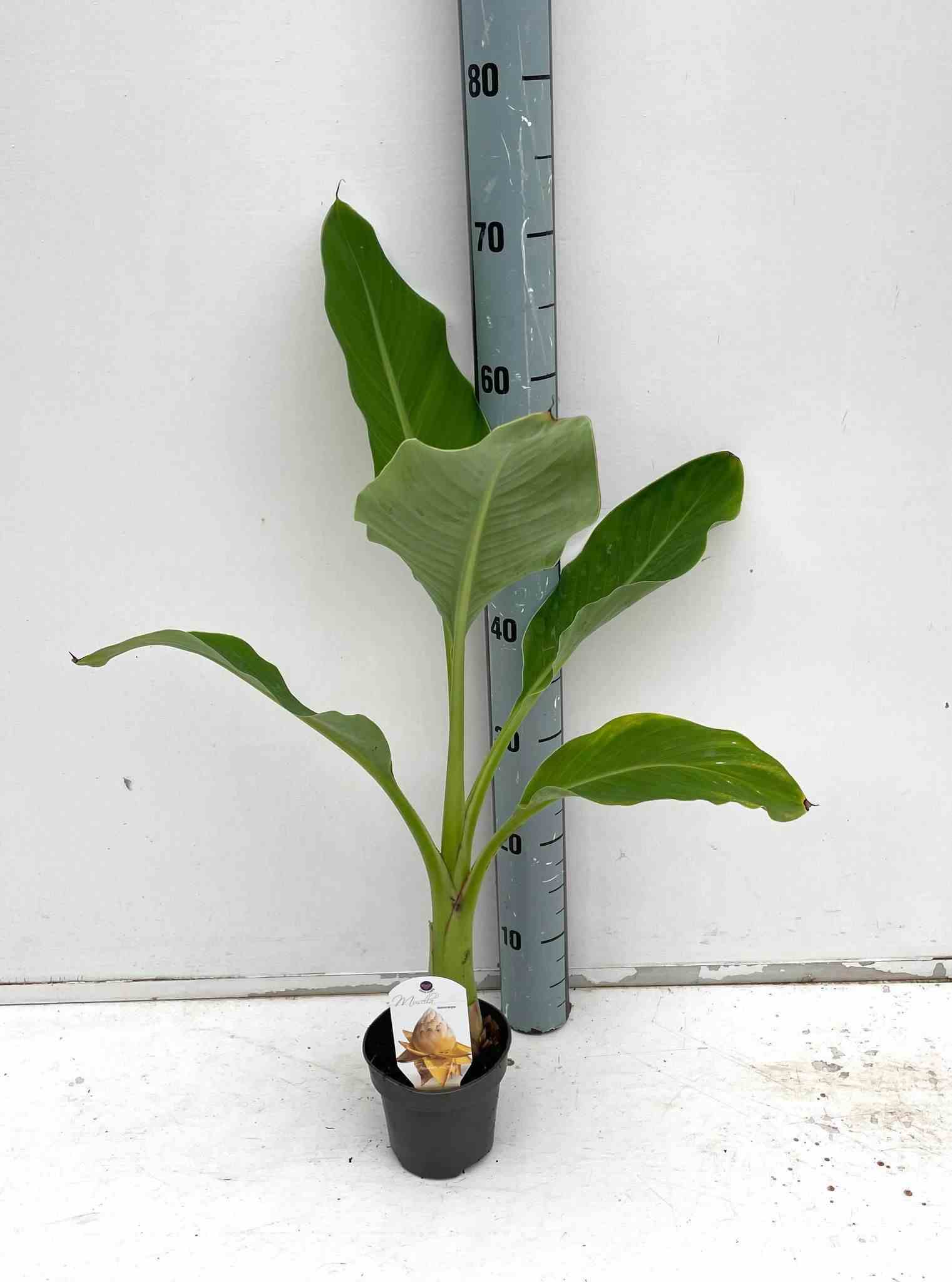 Musella lasiocarpa (bananier lotus d'or)   jaune - taille pot de 6 litres -60/80 cm
