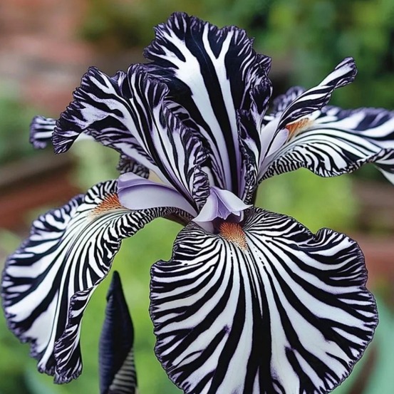 Graines de fleurs orchidée à rayures 100 grains * 5 sachets