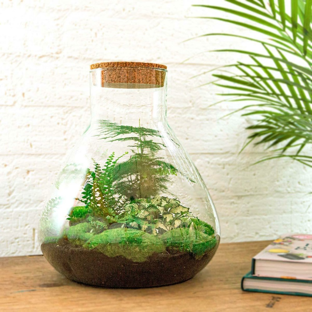 Kit terrarium diy - samos sans led asparagus + fittonia + lierre - sans outil