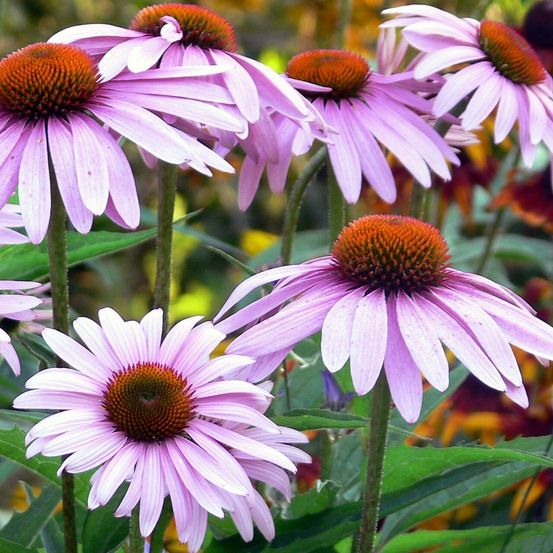 Rudbeckia à feuilles anguleuses godet de 8/9 cm