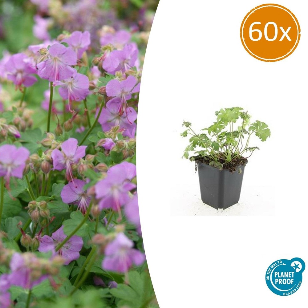 Géranium vivace 'cambridge' x60 – entre 3,75 et 5m2