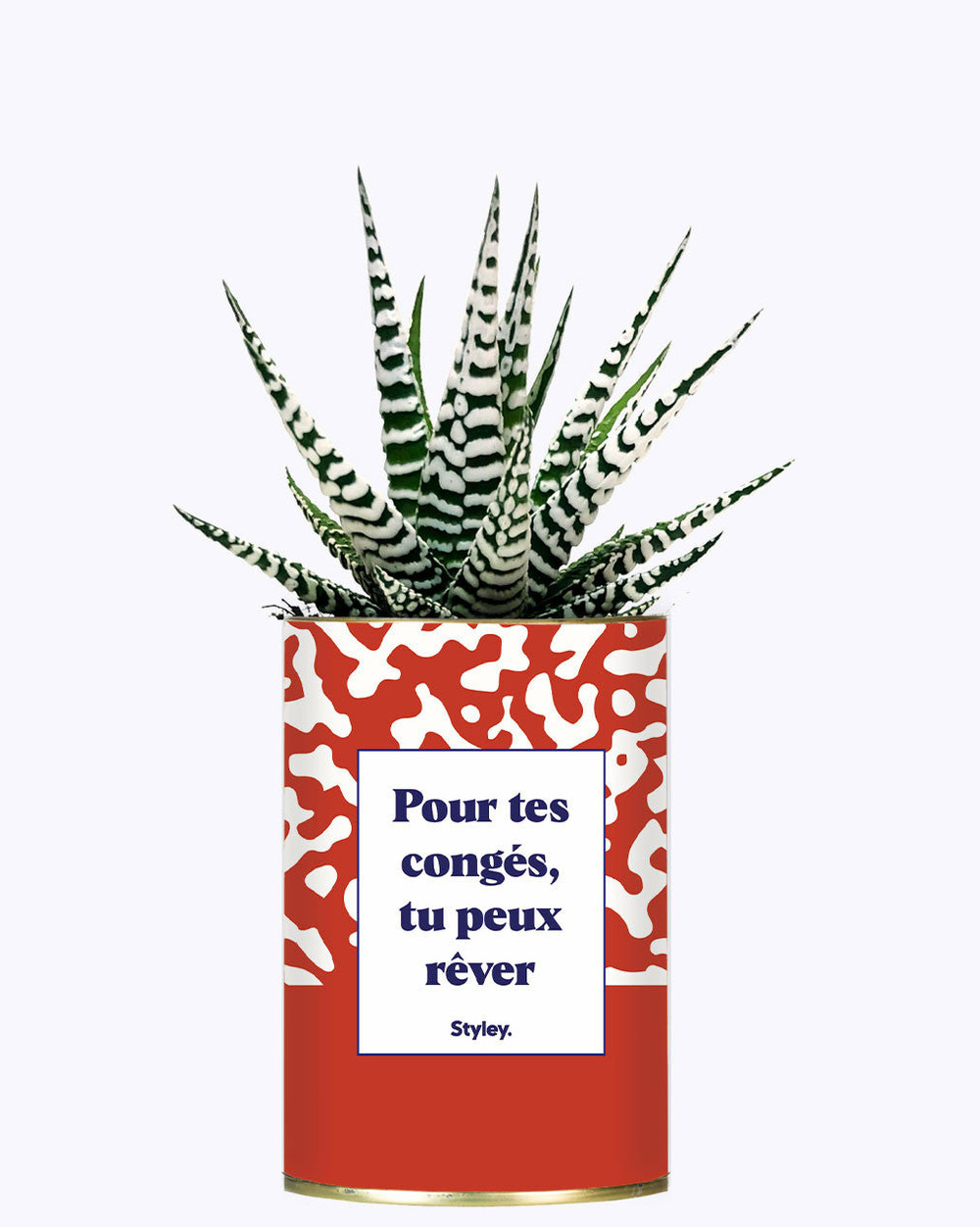 Plante facile à entretenir - pour tes congés, tu peux rêver - cactus