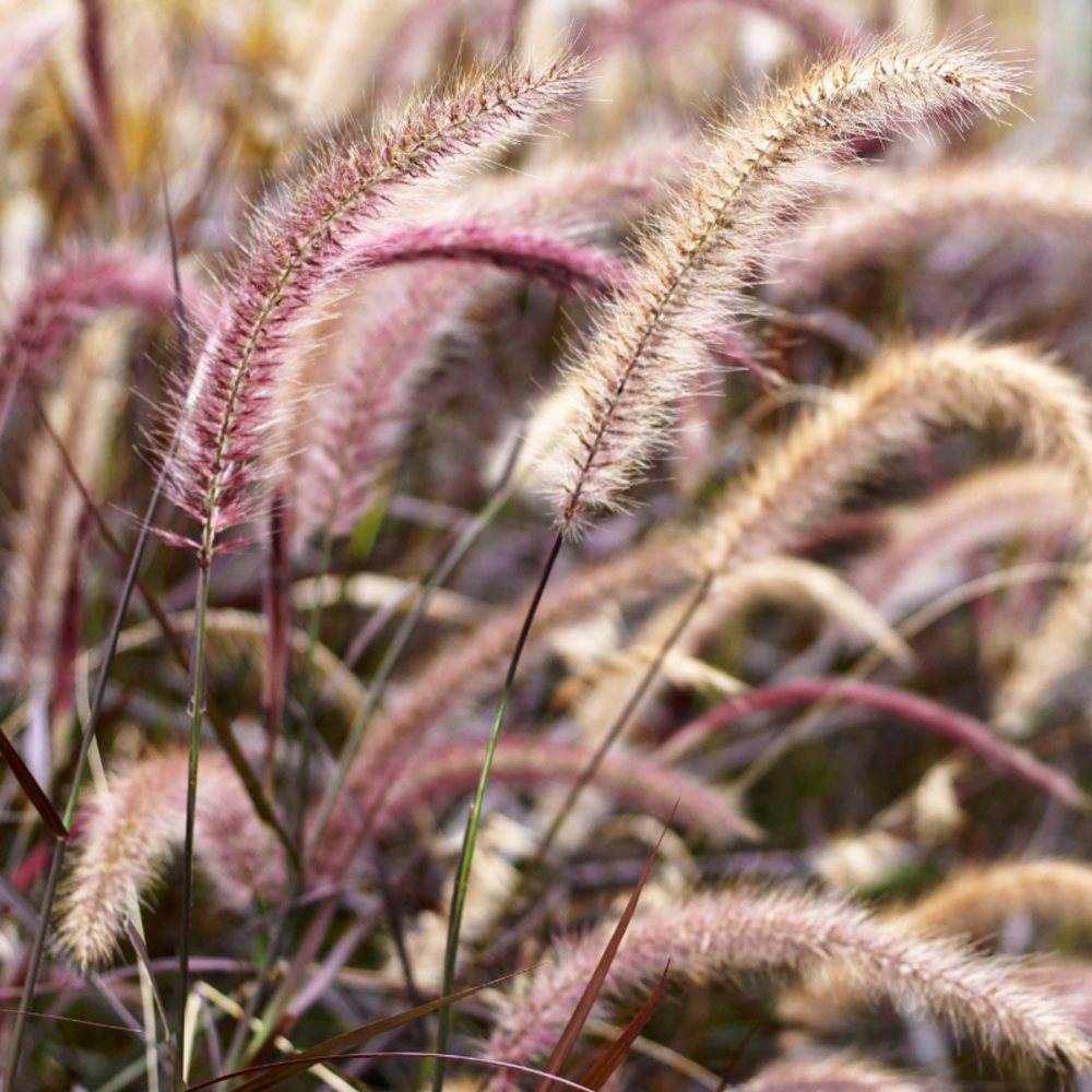 Roseau de chine ibiza - miscanthus sinensis ibiza 80/100 cm pot 3l