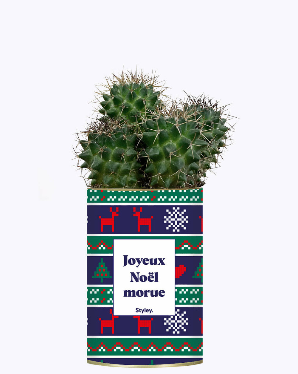 Plante drôle - joyeux noël morue - cactus